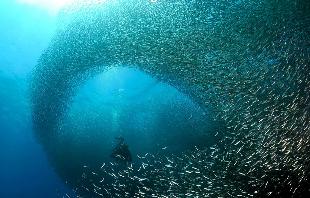 Thousands of sardines forming a swirling ball underwater in Moalboal, Cebu